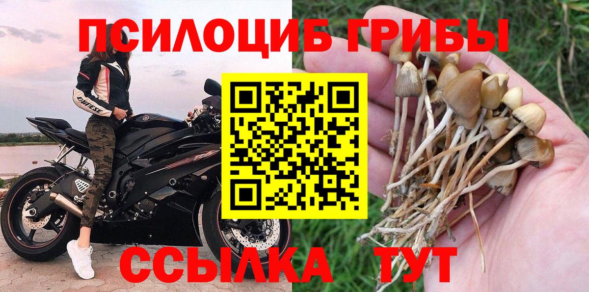Егорьевск  Галлюциногенные грибы Psilocybine cubensis  Вход с VPN 